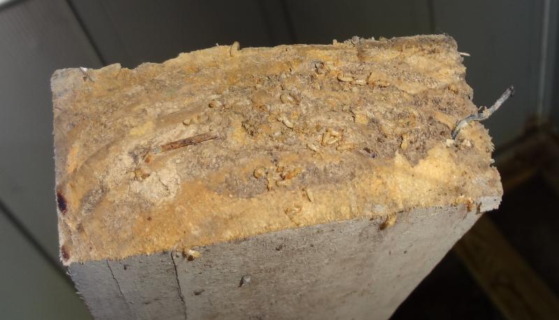 cross section of termite damaged stud